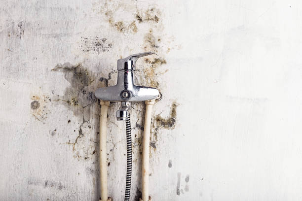 Best Fast Mold Removal  in Edinburg, VA