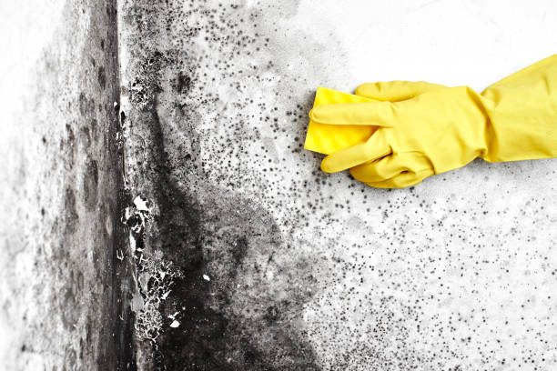 Best Affordable Mold Removal  in Edinburg, VA