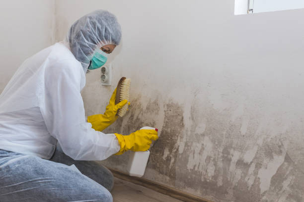 Trusted Edinburg, VA Mold Removal Experts