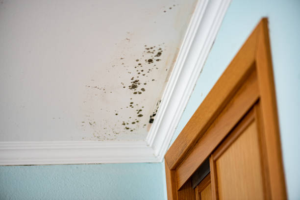 Office Mold Removal Services in Edinburg, VA