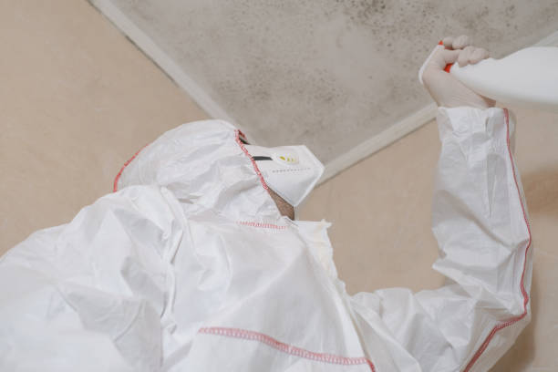 Best Toxic Mold Removal  in Edinburg, VA