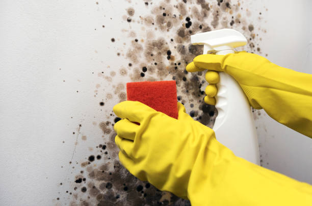 Best Mold Testing  in Edinburg, VA