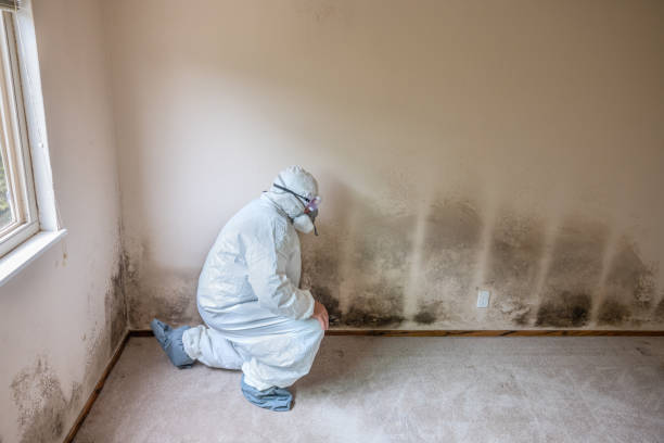 Best Office Mold Removal Services  in Edinburg, VA