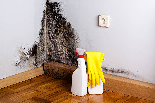 Best Black Mold Removal  in Edinburg, VA