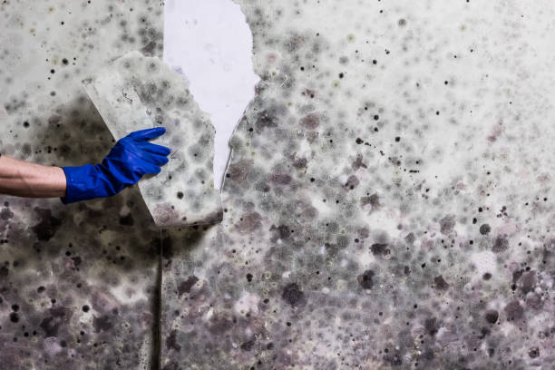 Best Mold Damage Repair  in Edinburg, VA
