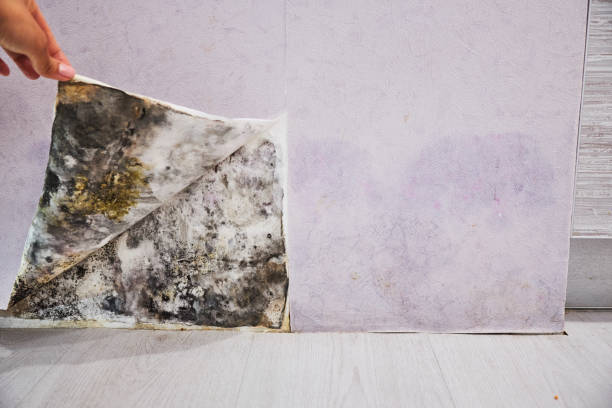 Best Mold Inspection  in Edinburg, VA